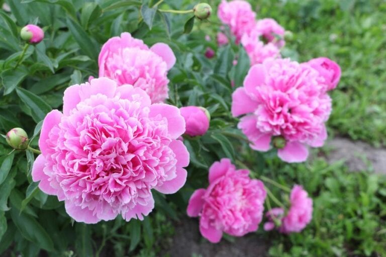 Pink Peonies