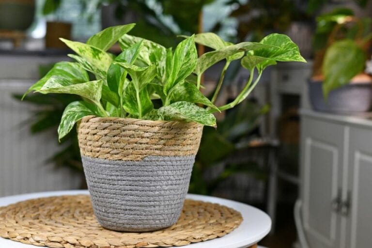 Pothos in Natural Pot
