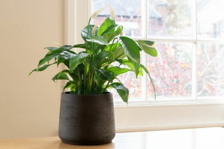 Potted Peace Lily