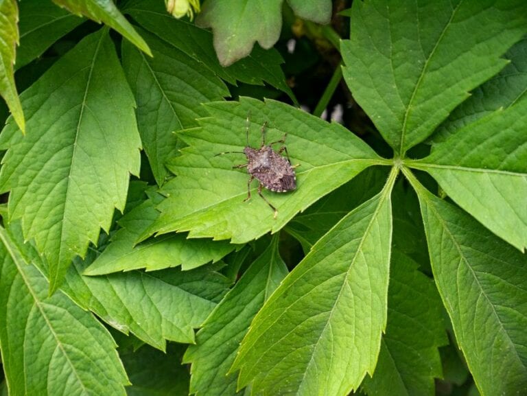 7 Amazing Plants That Repel Stink Bugs - The Practical Planter