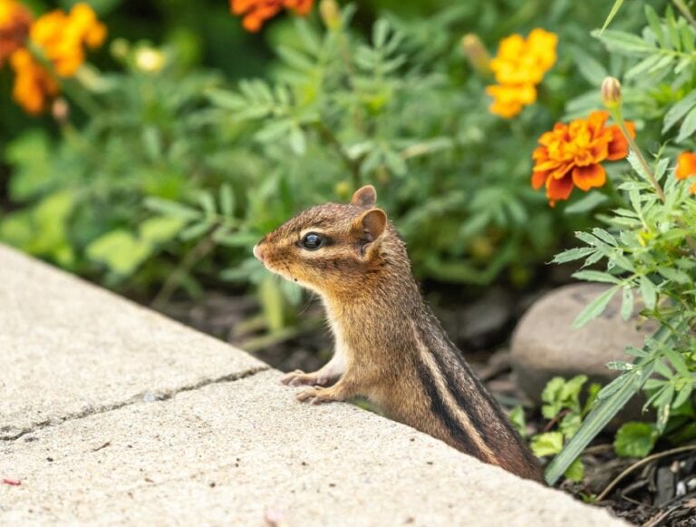 Chipmunk in Flower Bed