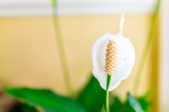 Can Peace Lilies Be Planted Outside? (And What Are the Ideal Conditions