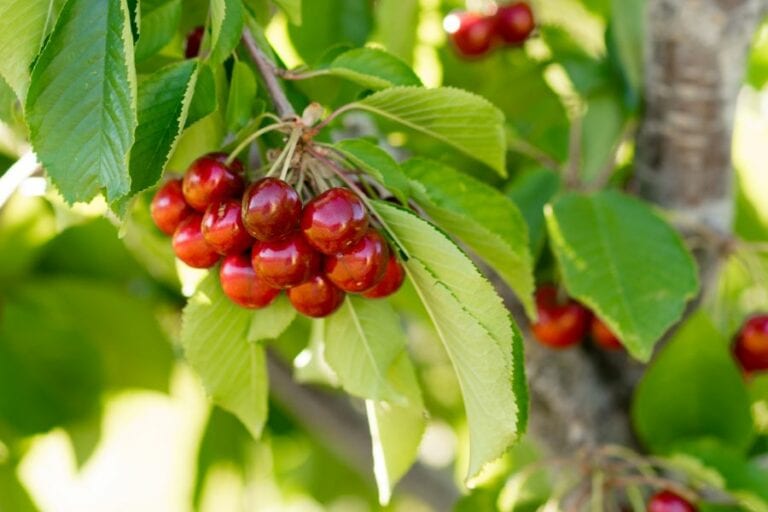 Farm Fresh Cherries on the Tree