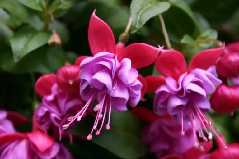 Fuchsia Flowers