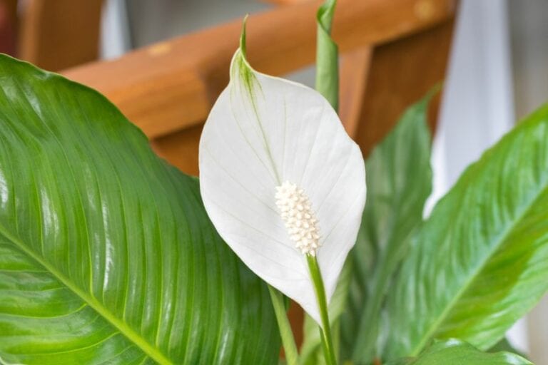 Peace Lily Leaves and Bloom