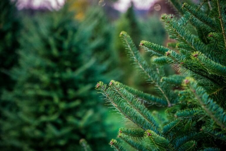 Pine Trees on Tree Farm