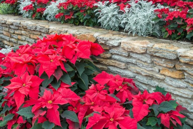 Red Christmas Poinsettias Next to Brick Wall