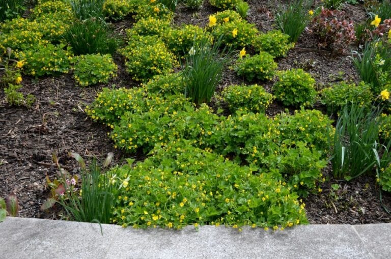 Retaining Wall With Perennials and Mulch on Slope