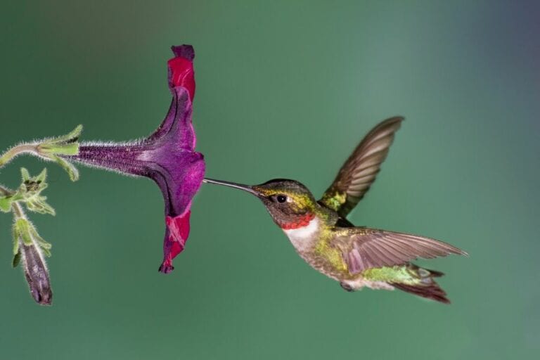 Ruby-Throated Hummingbird With Petunia