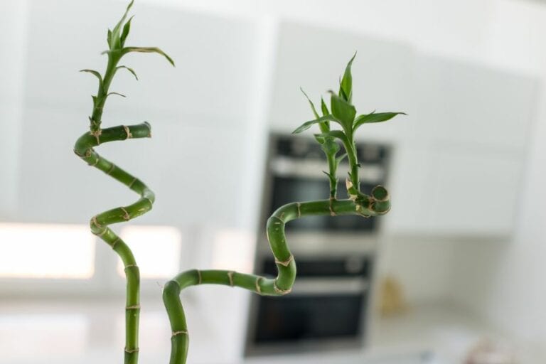 Two Lucky Bamboo Stalks