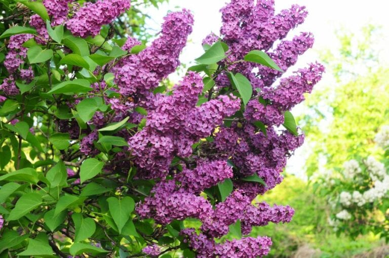Beautiful Violet Lilac Blooming