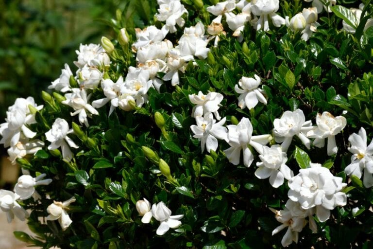 Blooming Gardenia Bush