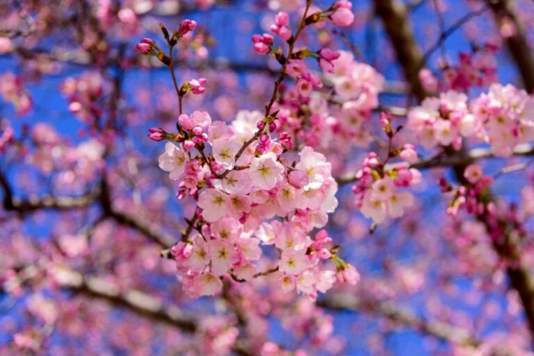Cherry Blossoms on Tree in Washington DC