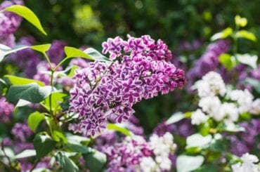 How Fast Do Lilac Bushes Grow? (Plus Factors that Affect Growth Rate ...