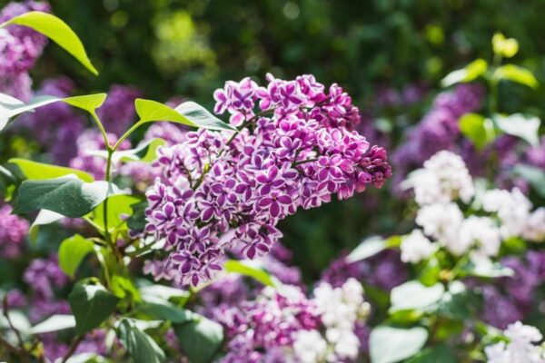 The Surprising Growth Rate of Lilac Bushes (You Won't Believe How Fast ...