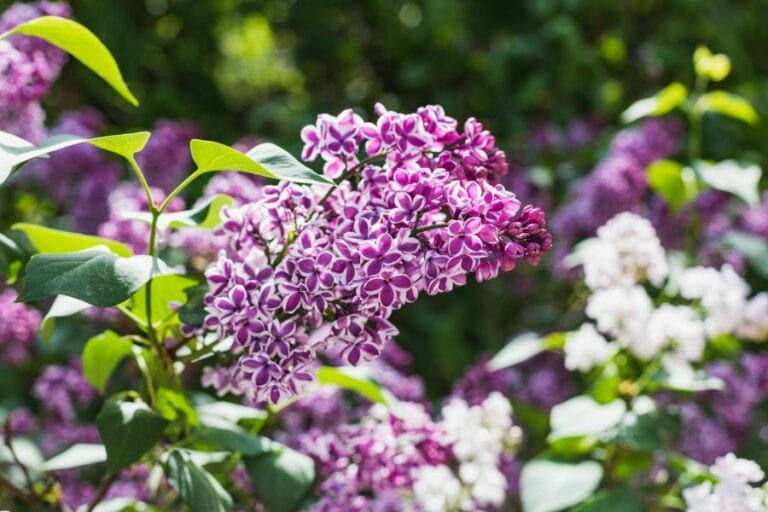 Closeup of Lilac Blooming in Spring Garden