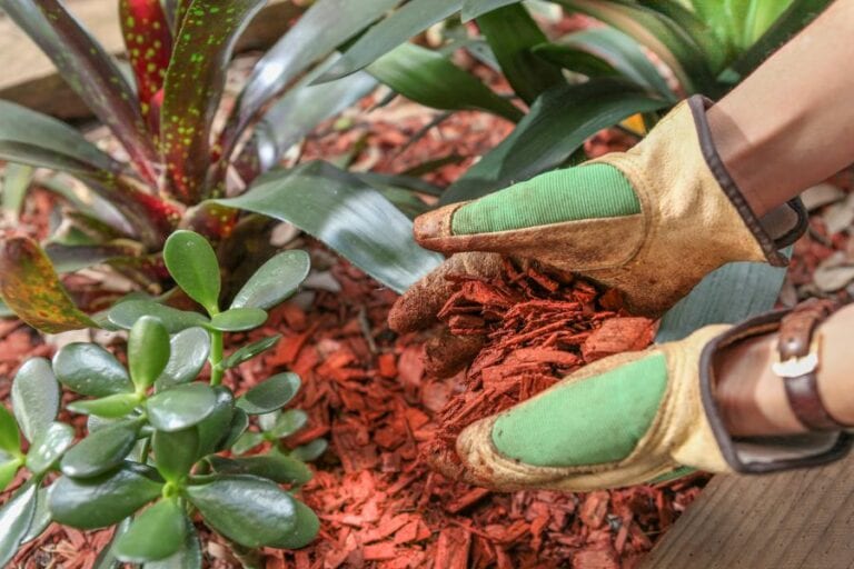 Garden Maintenance With Red Timber Mulch