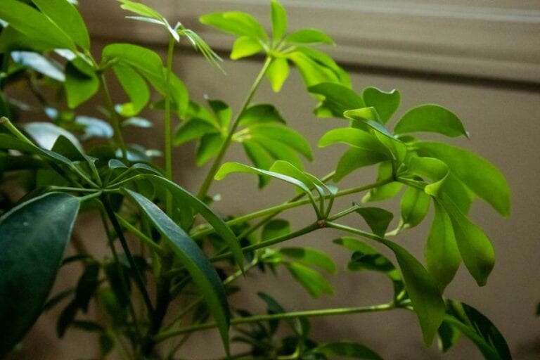 Healthy Umbrella Plant Sitting in the Sun