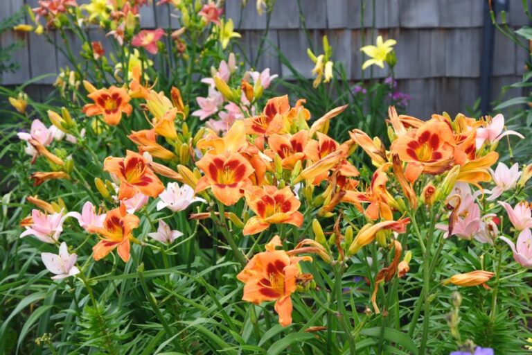 Daylilies