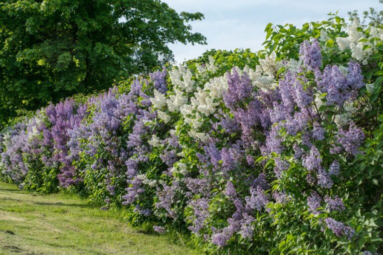 How Fast Do Lilac Bushes Grow? (Plus Factors that Affect Growth Rate ...