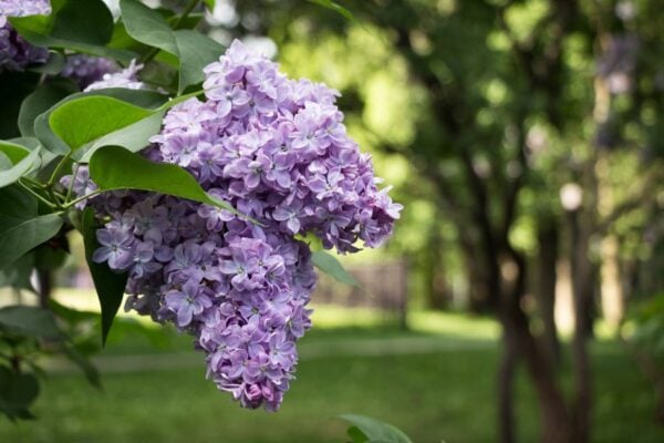 The Surprising Growth Rate of Lilac Bushes (You Won't Believe How Fast ...