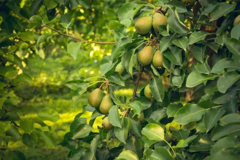 Summer Harvest of Duchess Pear Trees