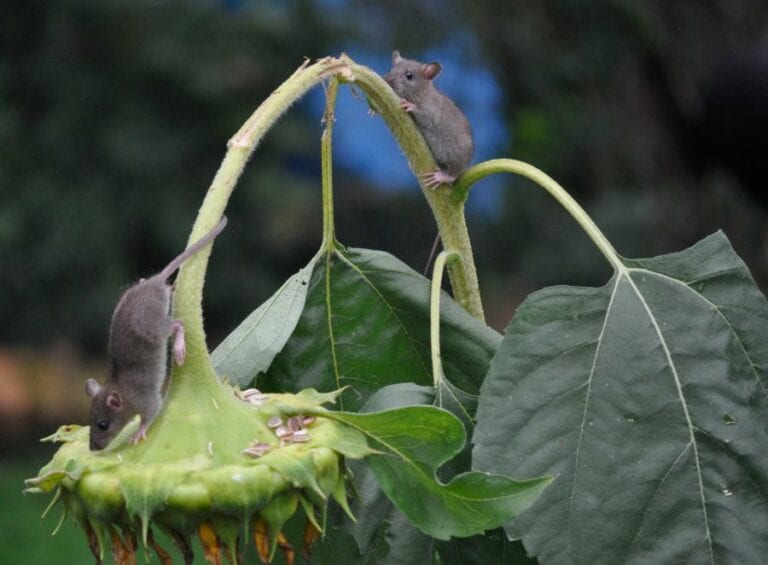 Two Mice Climbing on Sunflower Bloom