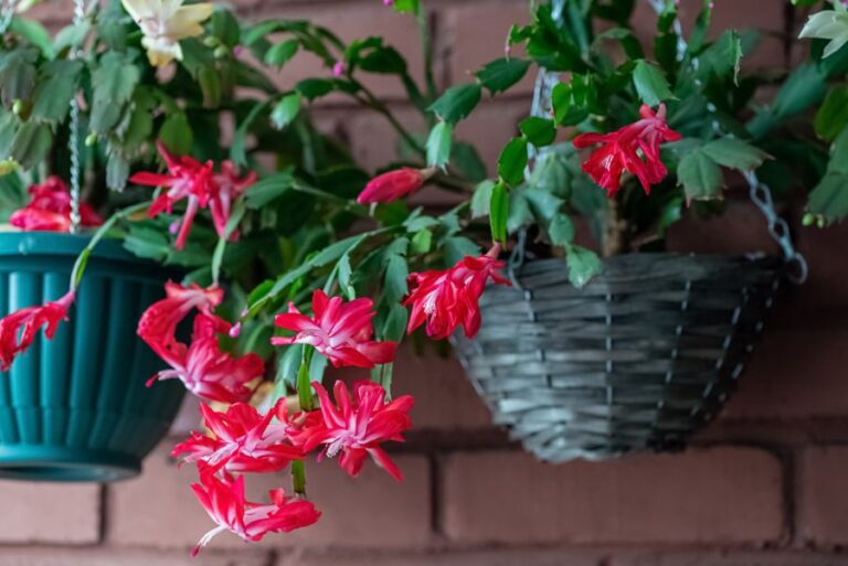 Christmas Cactus in a Hanging Basket
