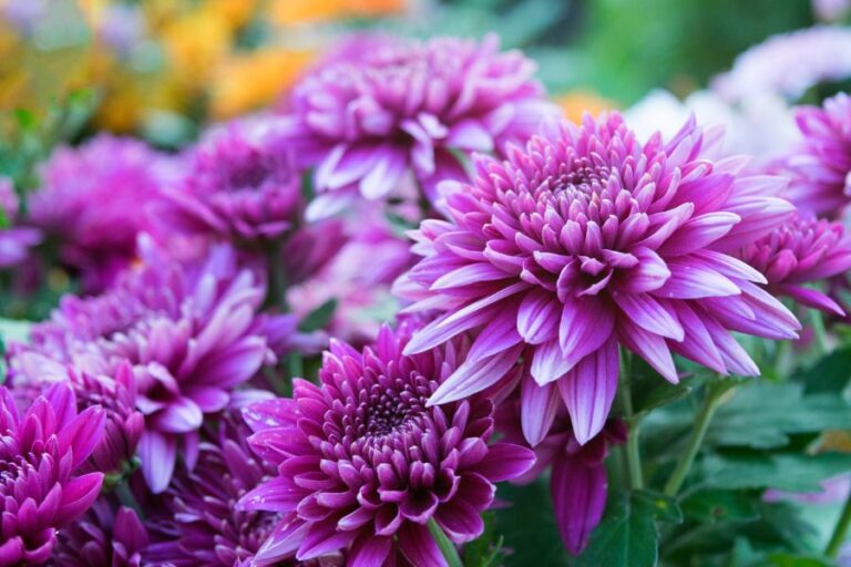Close Up of Chrysanthemums