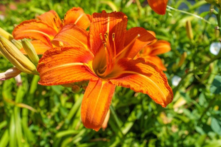 Close Up of Daylily