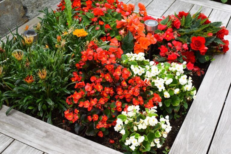 Flower Bed with Begonias