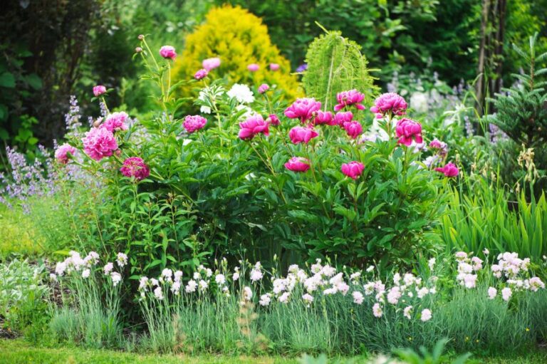 Peonies in Garden