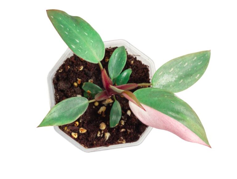 Pink Princess Philodendron