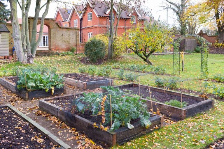 Vegetable Garden