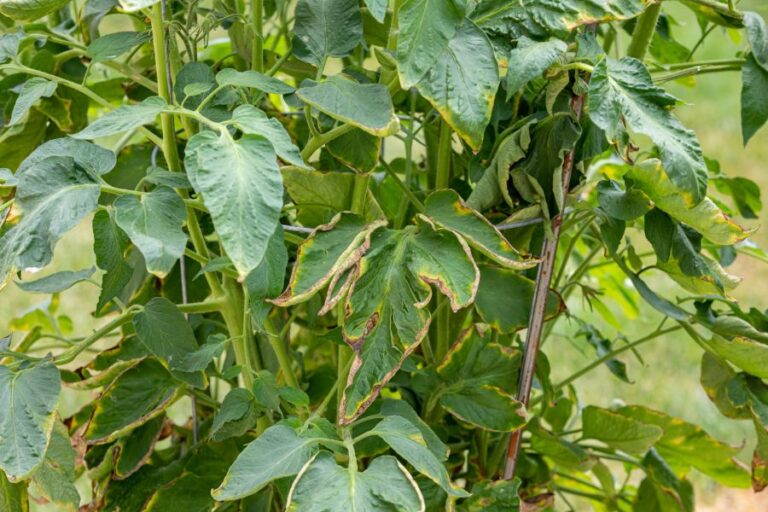 Wilting Tomato Plant