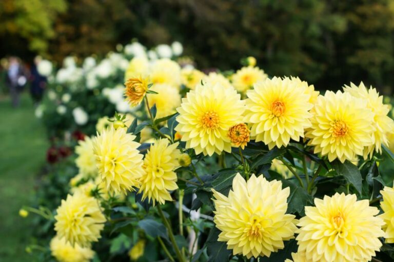 Yellow Dahlias