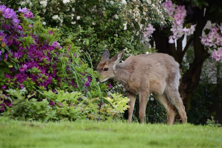 Black Tailed Deer Grazing Near Flowers