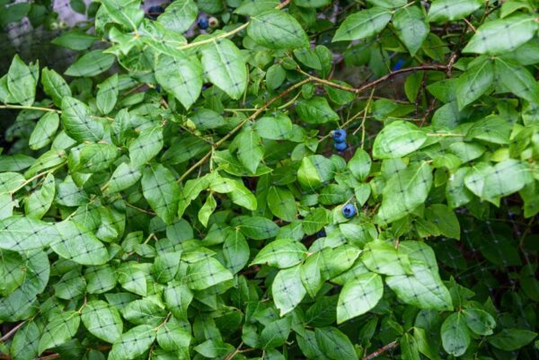 Not Ripe Blueberry Field Why Are My Blueberries Not Ripening? (4 Common Reasons) - The Practical ...