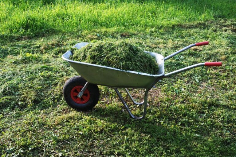 Fresh Grass Clippings in Wheelbarrow