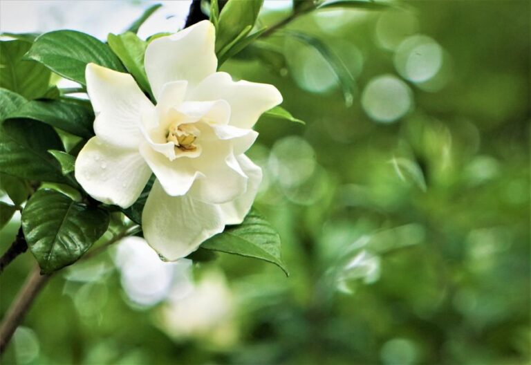 Gardenia Flower Blooming in Garden