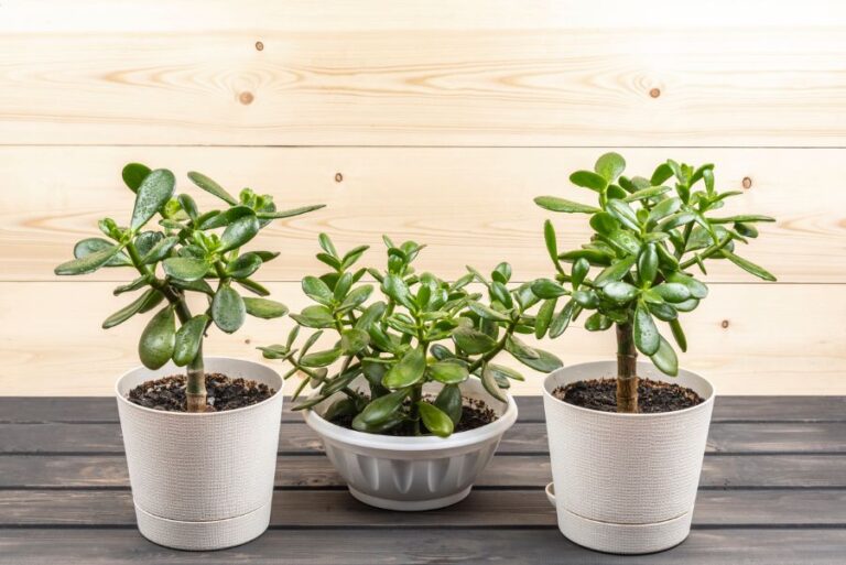 Jade Plants in Pots on Wooden Table
