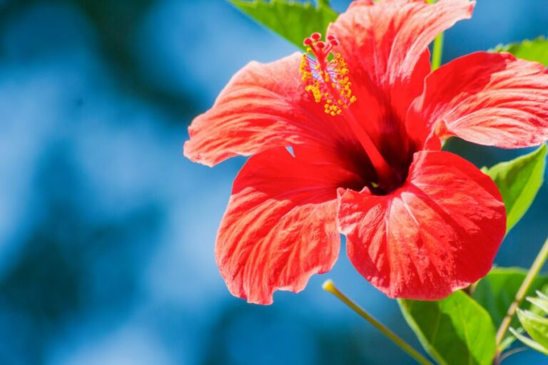 Red Hibiscus Against Blue Sky Background