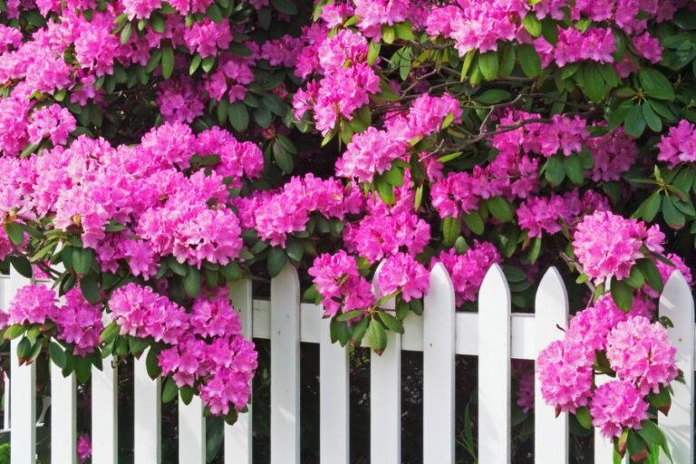 Rhododenron Flowering Over Picket Fence