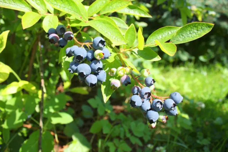 Ripe Highbush Blueberries on Shrub