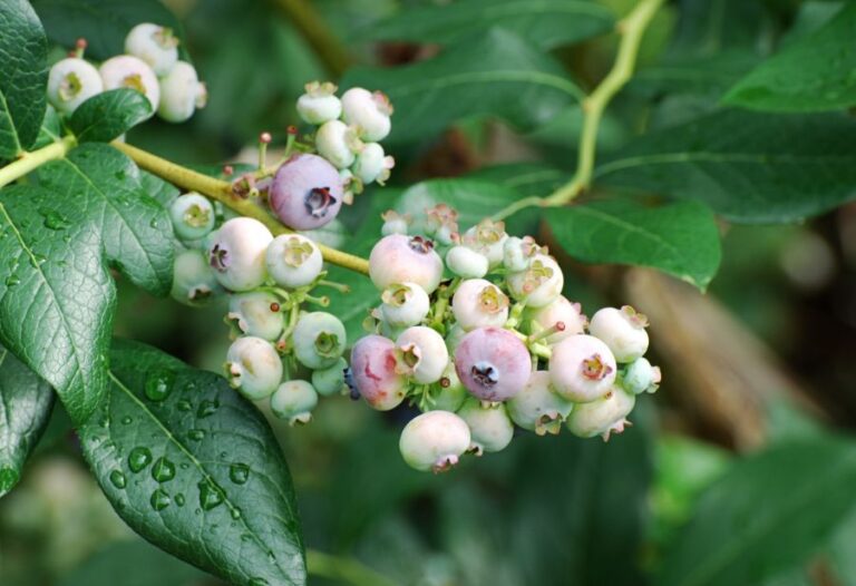 Unripe Blueberries on Branch