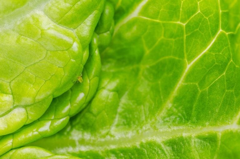 Aphid on Green Lettuce Leaf