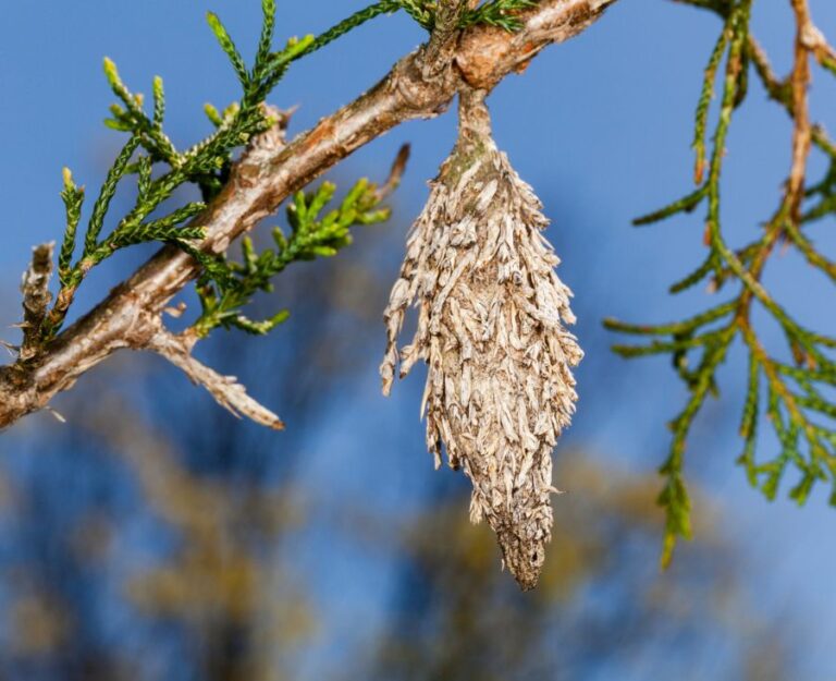 Bagworm on Branch of Evergreen