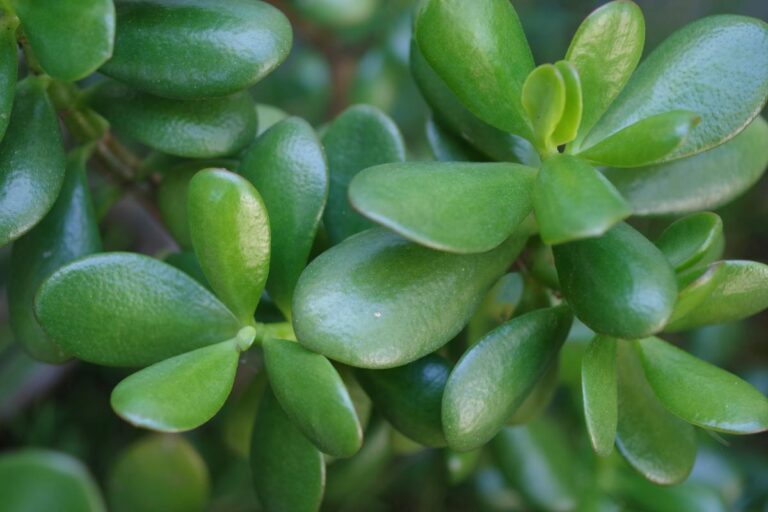 Closeup of Jade Plant Leaves