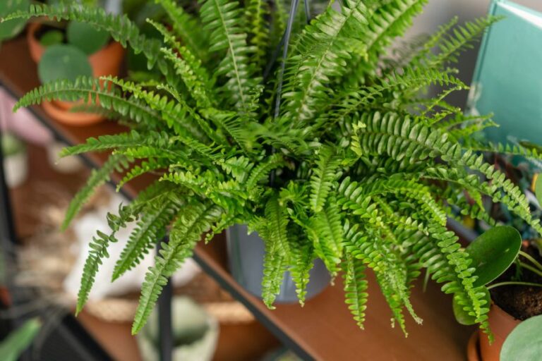 Fern Growing in Pot