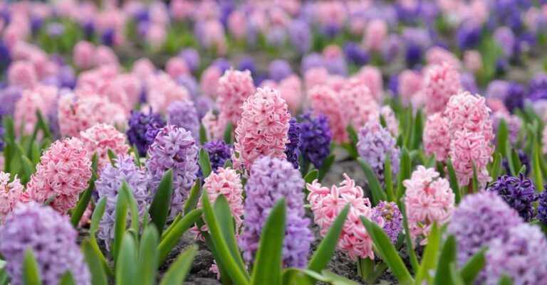 Large Flowerbed With Multi-Colored Hyacinths
